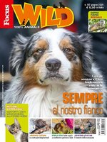 Focus Wild 